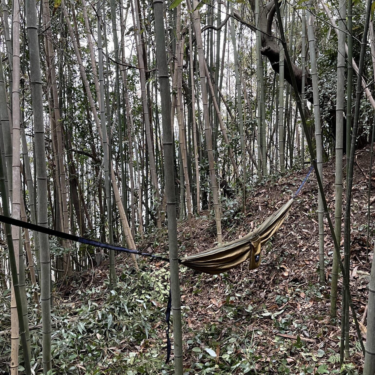 開拓中のキャンプ場で無骨にブッシュクラフトなソロキャンプにハンモック２